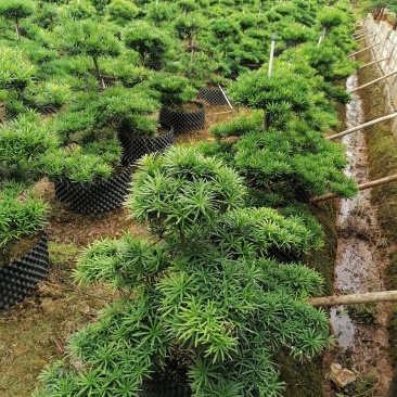 批发罗汉松小苗，造型罗汉松，罗汉松价格，小规格造型罗汉松