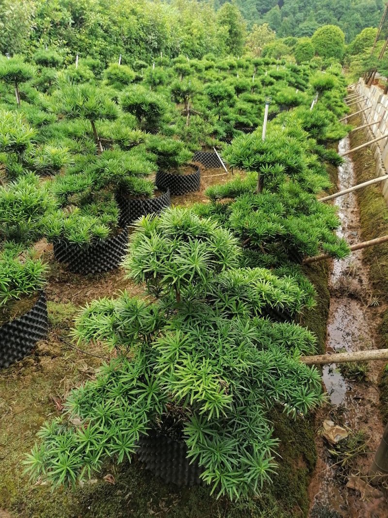 批发罗汉松小苗，造型罗汉松，罗汉松价格，小规格造型罗汉松