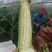 鲜玉米.白糯玉米大量上市啦！种植面积大、上货快、质量好…