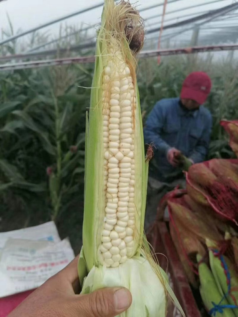 鲜玉米.白糯玉米大量上市啦！种植面积大、上货快、质量好…