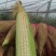 鲜玉米.白糯玉米大量上市啦！种植面积大、上货快、质量好…