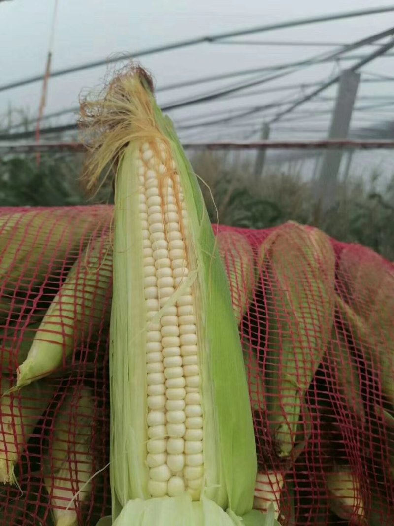 鲜玉米.白糯玉米大量上市啦！种植面积大、上货快、质量好…