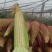 鲜玉米.白糯玉米大量上市啦！种植面积大、上货快、质量好…
