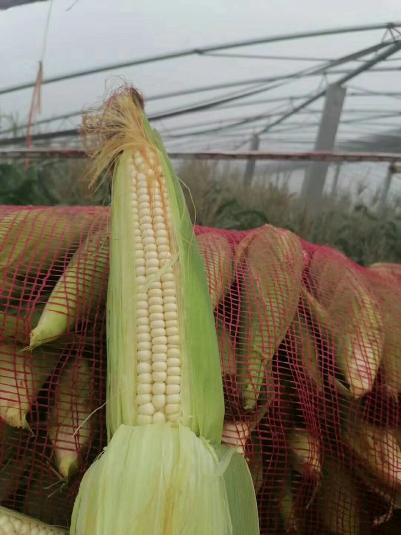鲜玉米.白糯玉米大量上市啦！种植面积大、上货快、质量好…