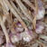 山东辫子蒜！量大，晚熟蒜，产量高！个大，紫红皮