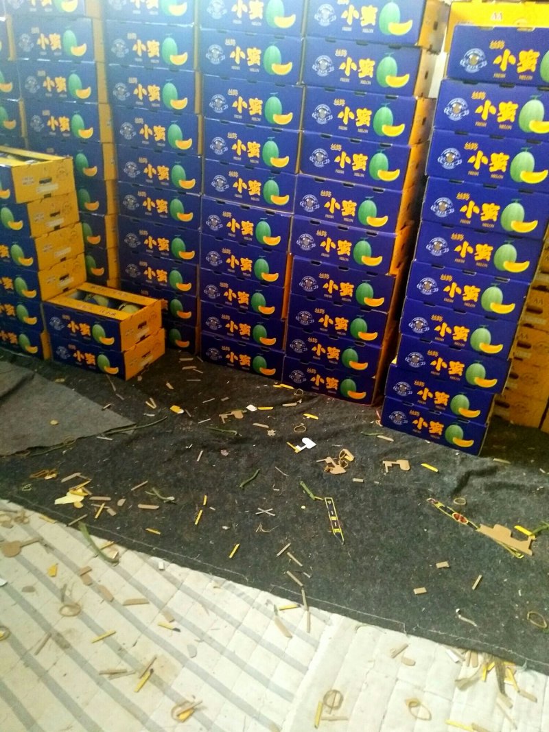 晓密25号，新鲜采摘产地直供，专供水果市场，超市