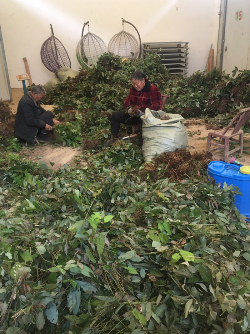 中药材淫羊霍大量批发可视频看货！......