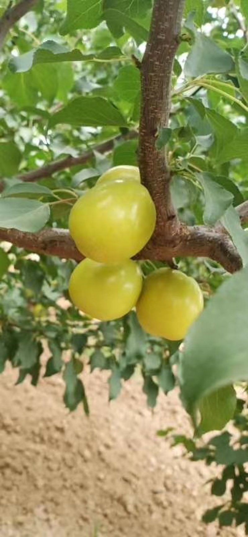 陕西珍珠油杏，大量有货，一手货源，全国供应，