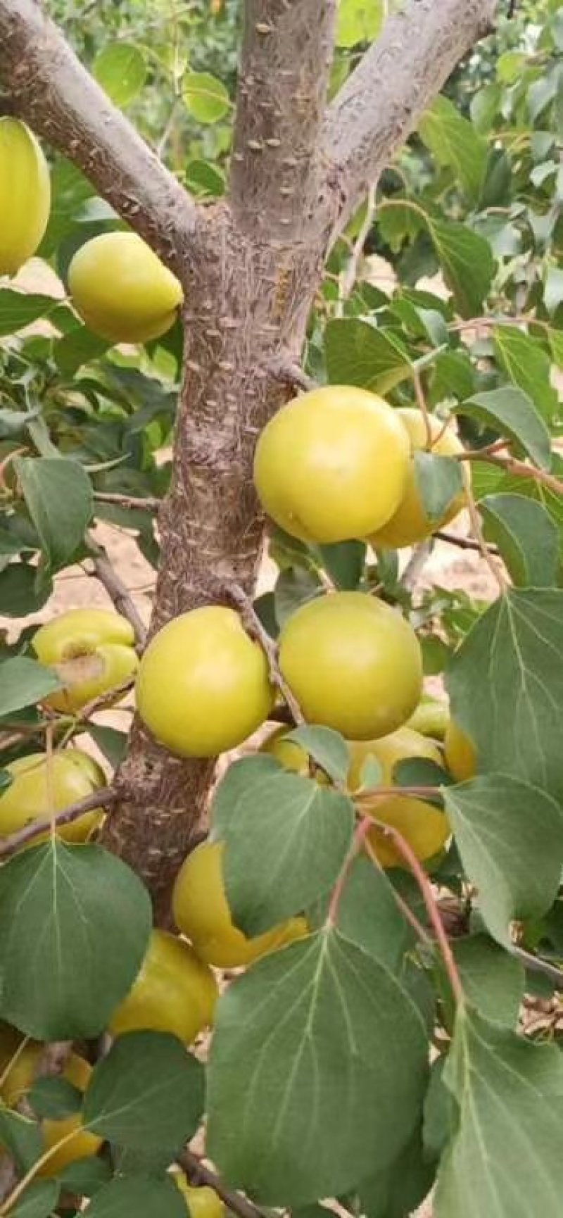 陕西珍珠油杏，大量有货，一手货源，全国供应，