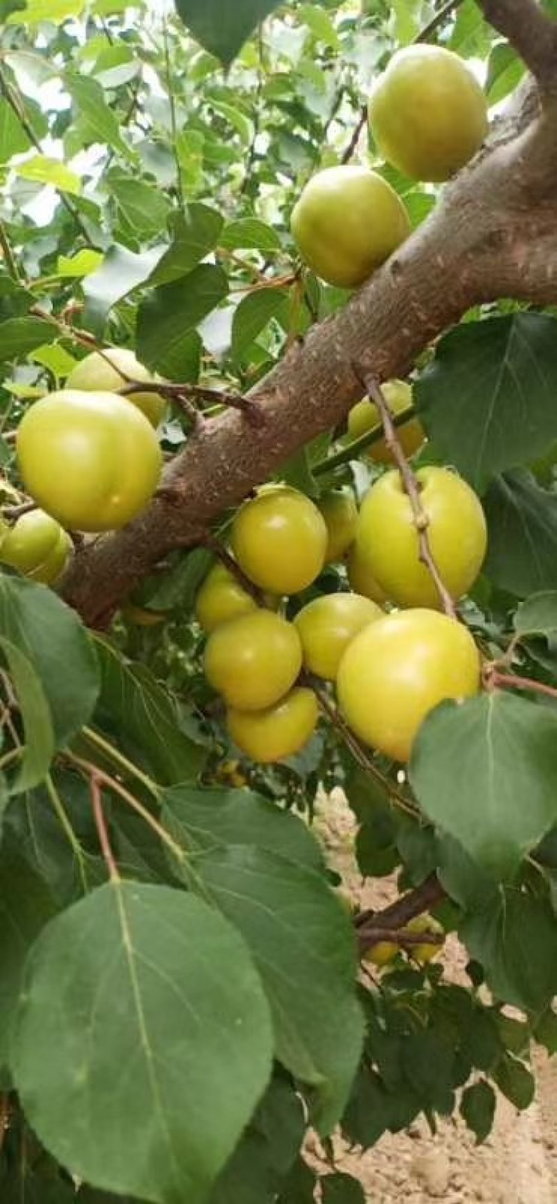 陕西珍珠油杏，大量有货，一手货源，全国供应，