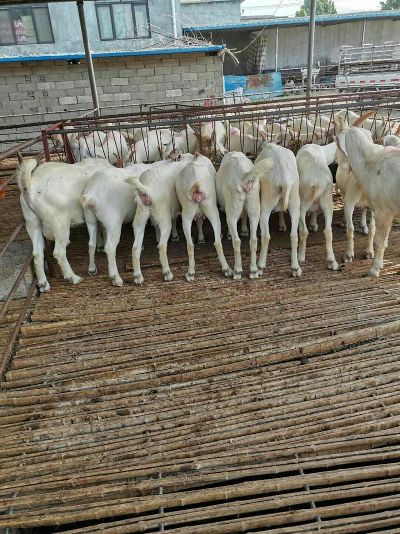 肉羊白山羊美国大白山羊包运输包成活包技术