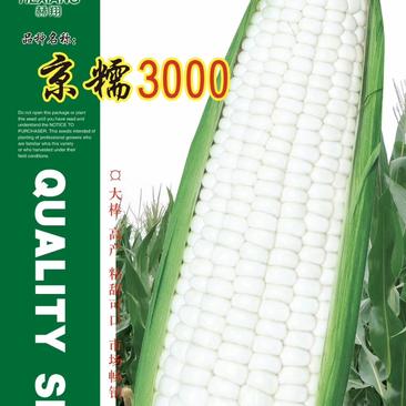 杜绝假货京糯3000玉米种子杂交香甜明透丰产