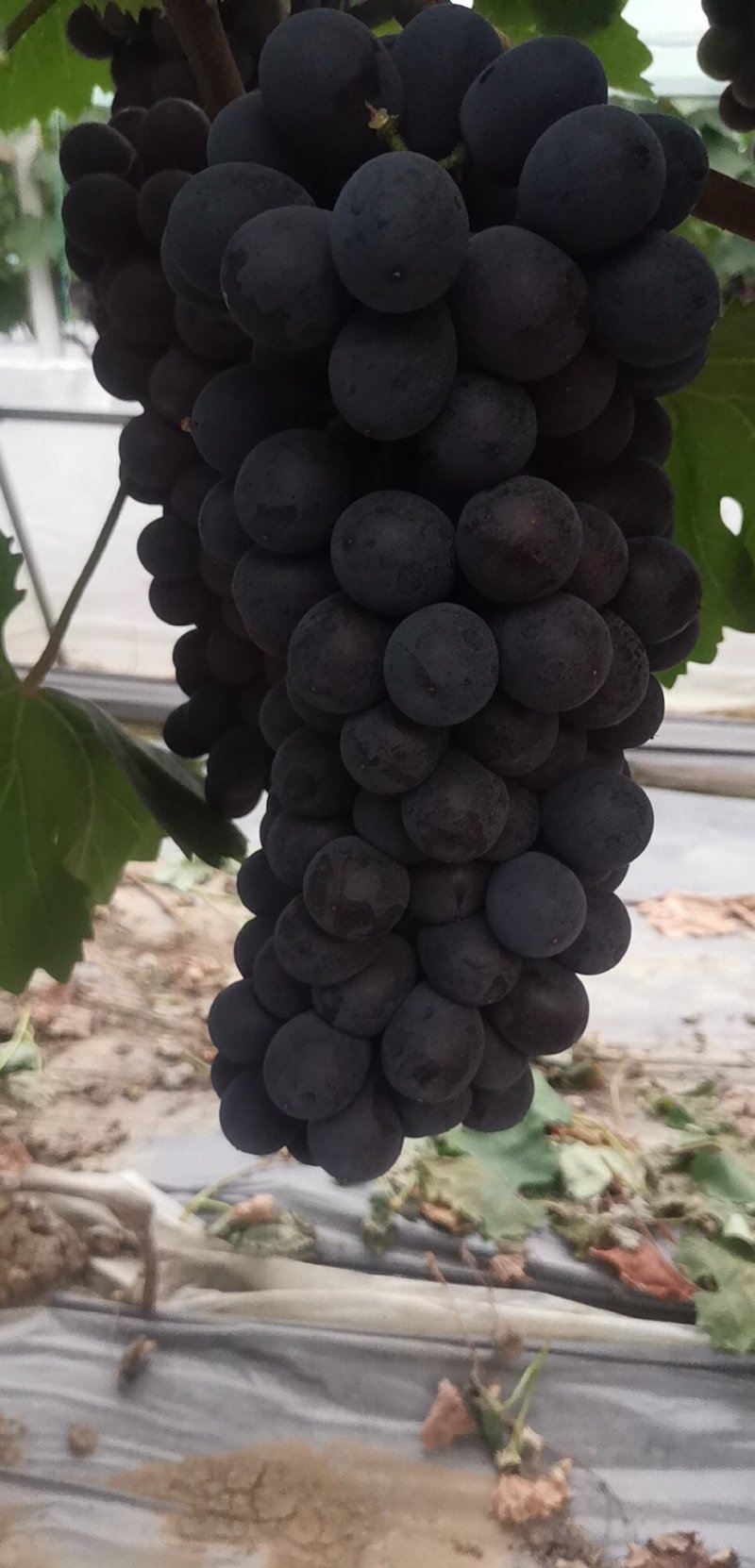夏黑葡萄