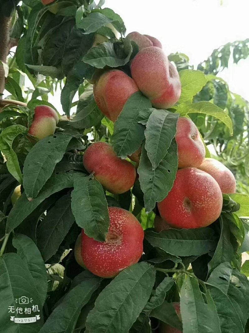 威县油蟠桃新鲜味美明月蟠桃桃子量大价优