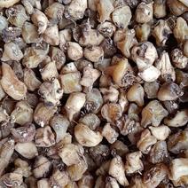 东北野生山芋头，又称毛慈菇，冰球子，中药根茎类