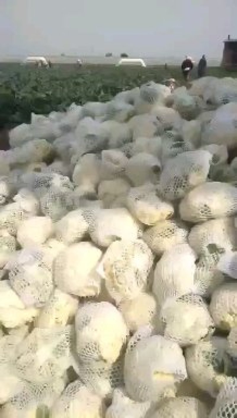 有机花菜精品，大量出售，各种服务，实力代收