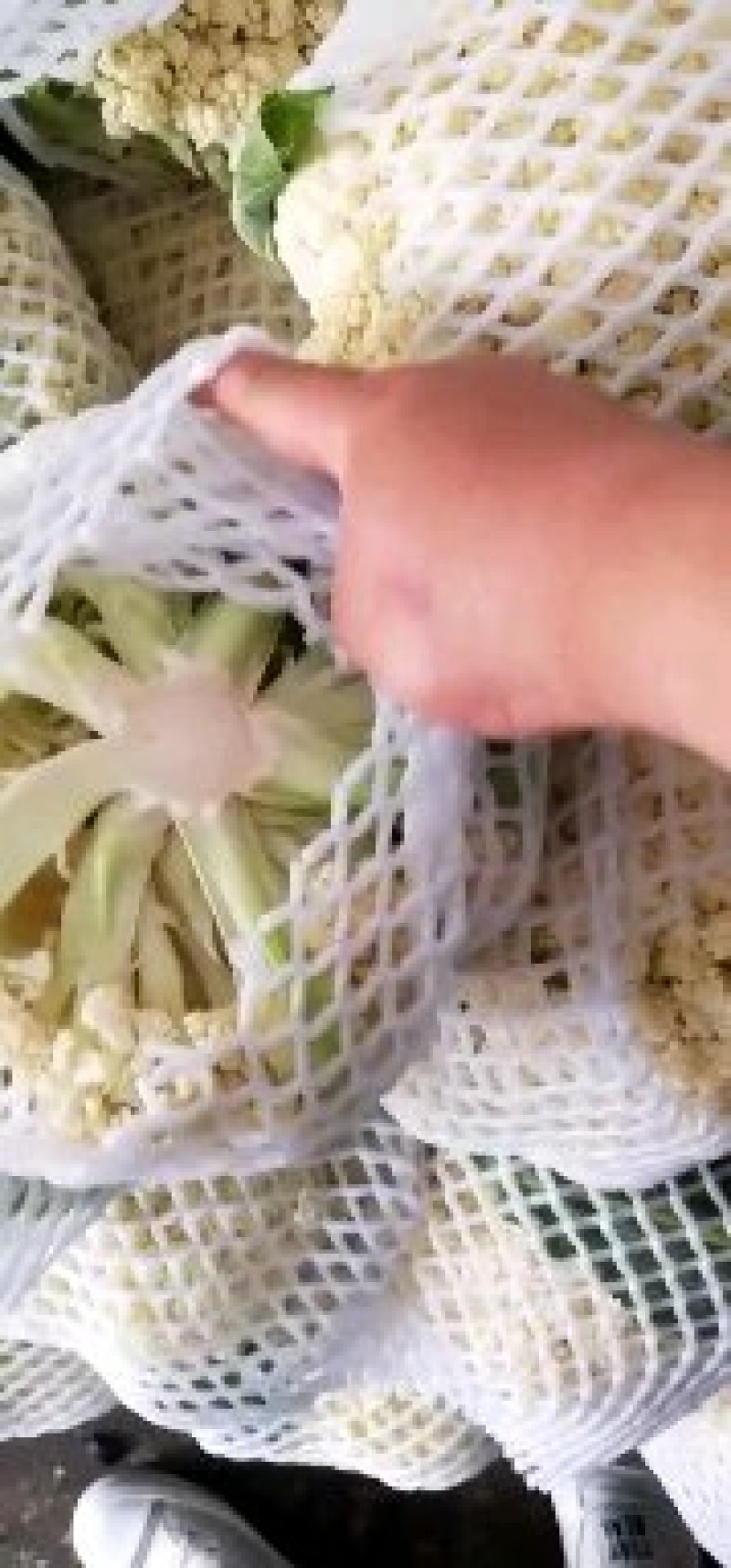 有机花菜精品，大量出售，各种服务，实力代收