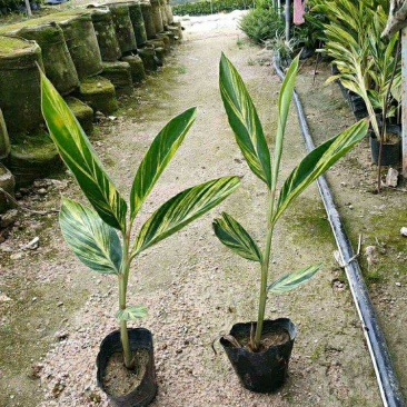 花叶良姜花叶艳山姜花叶姜彩叶姜斑纹月桃