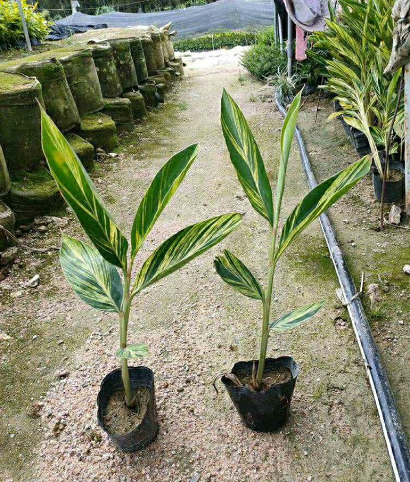 花叶良姜花叶艳山姜花叶姜彩叶姜斑纹月桃