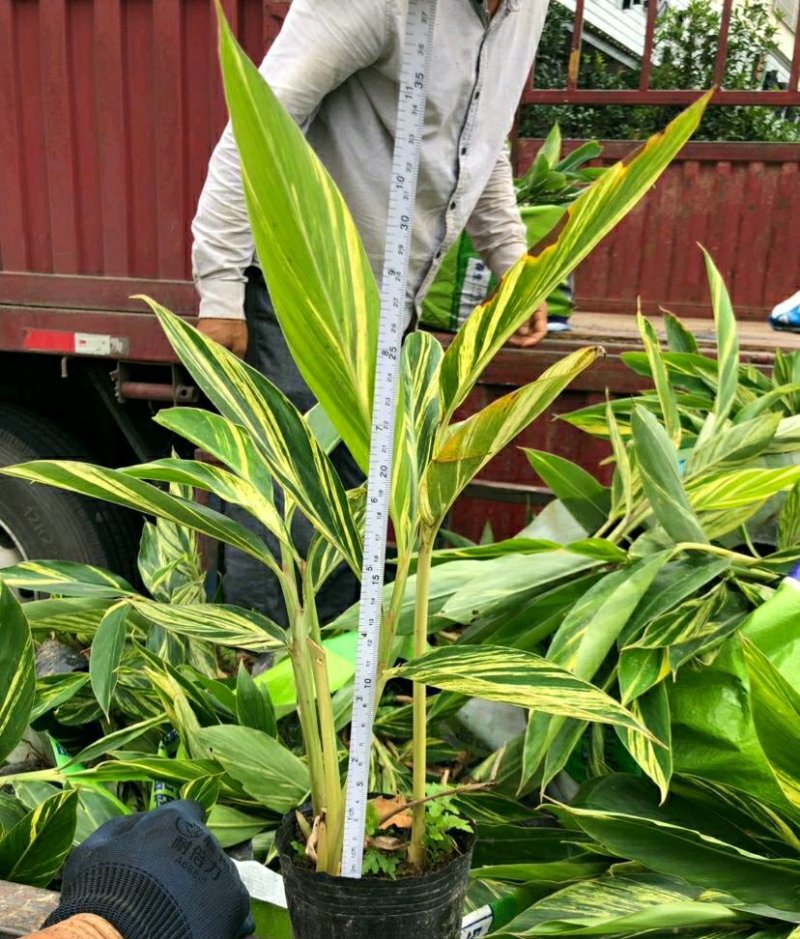 花叶良姜花叶艳山姜花叶姜彩叶姜斑纹月桃