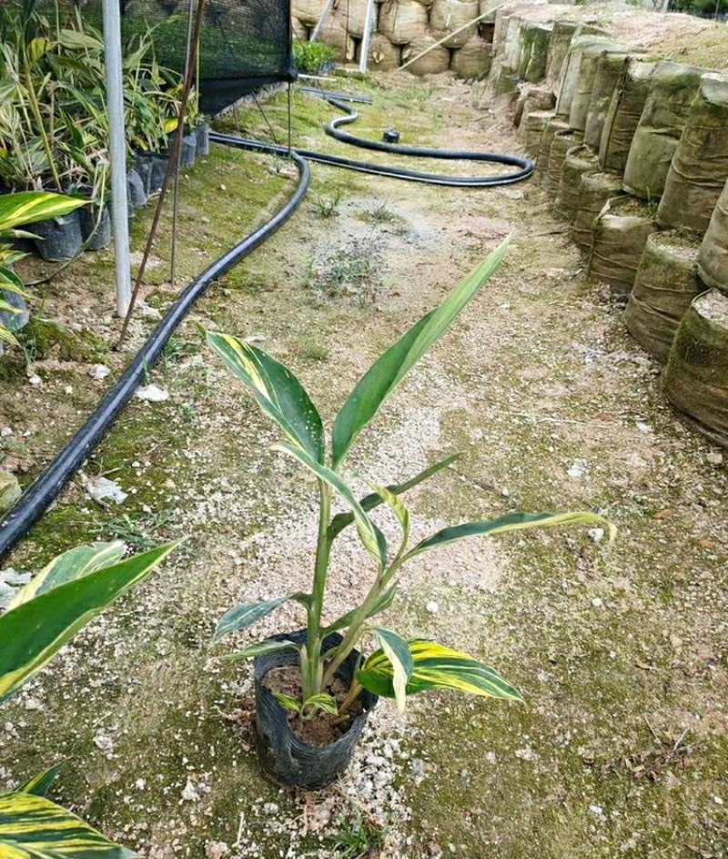 花叶良姜花叶艳山姜花叶姜彩叶姜斑纹月桃