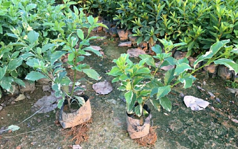 花叶假连翘青叶假连场地直销欢迎咨询