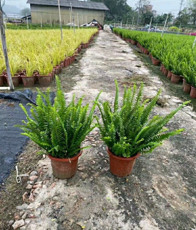 肾蕨排骨草蜈蚣草金叶肾蕨夏威夷肾蕨