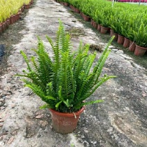 肾蕨排骨草蜈蚣草金叶肾蕨夏威夷肾蕨