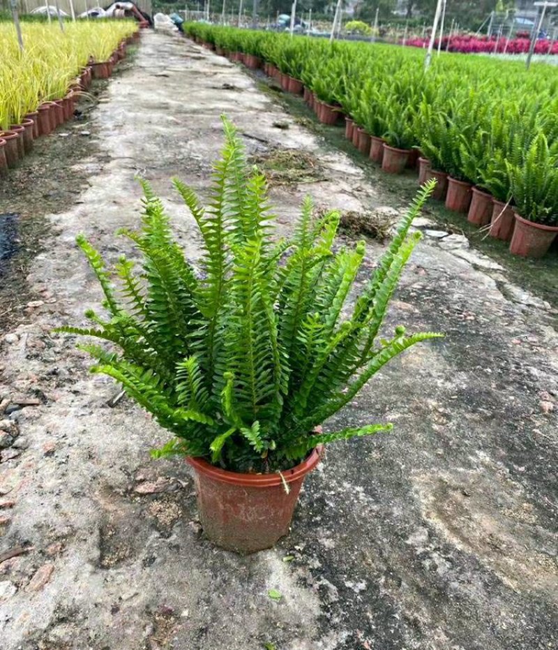 肾蕨排骨草蜈蚣草金叶肾蕨夏威夷肾蕨