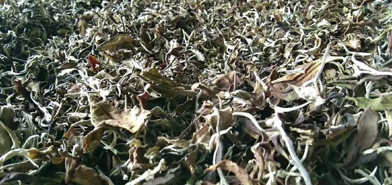 西双版纳原生态普洱茶可实地考察看货可线上交易发