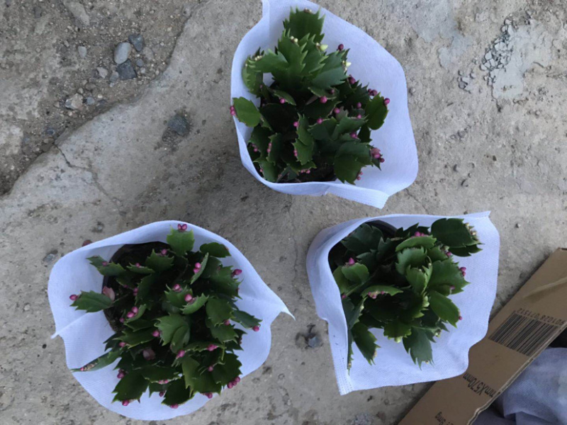 蟹爪莲花卉盆景观赏植物颜色齐全四季开花养护简单