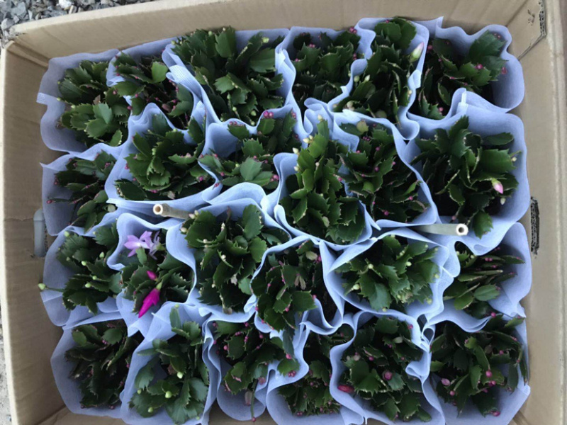 蟹爪莲花卉盆景观赏植物颜色齐全四季开花养护简单
