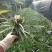 蓝花莉翠芦莉兰花草地直销大量供应欢迎咨询