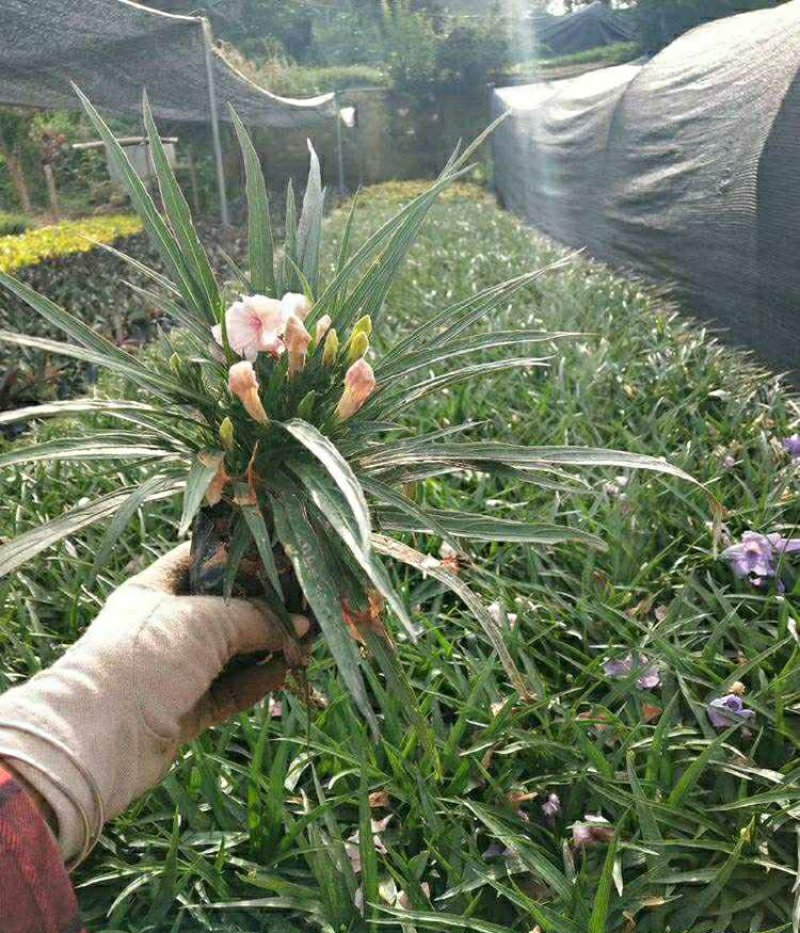 蓝花莉翠芦莉兰花草地直销大量供应欢迎咨询