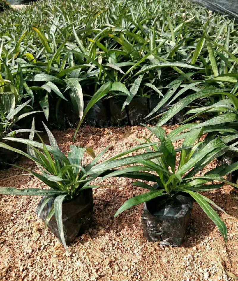 矮化翠芦莉翠芦莉各种规格大量供应欢迎咨询