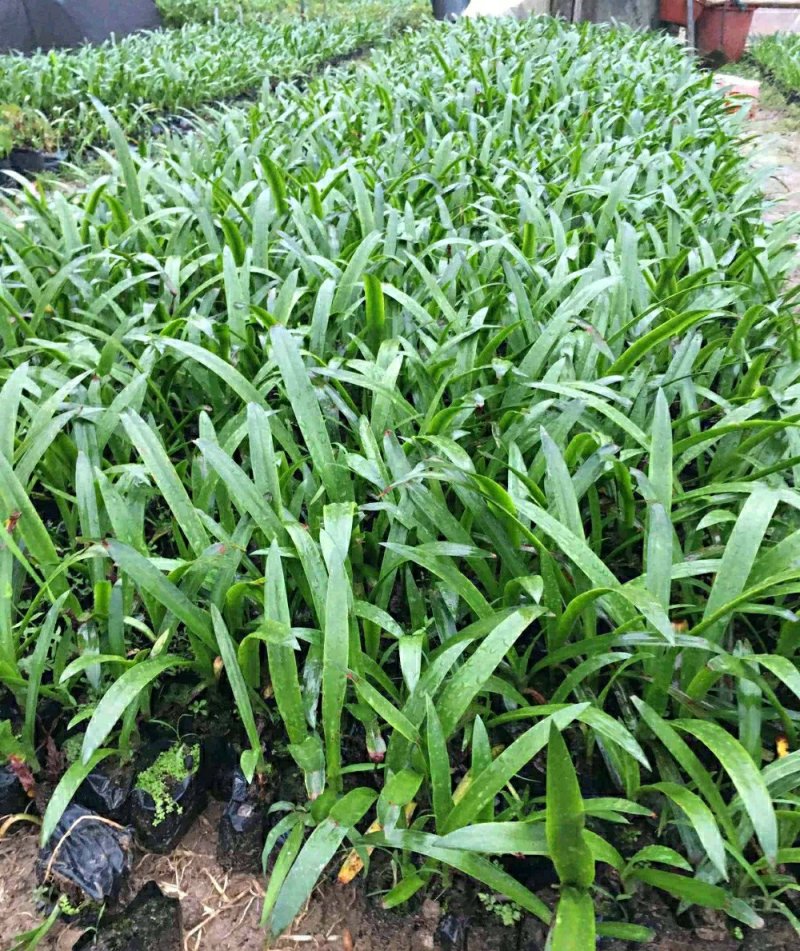 蜘蛛兰水鬼焦带叶兰各种规格大量供应欢迎咨询