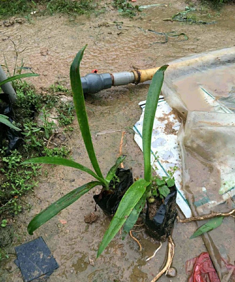 蜘蛛兰水鬼焦带叶兰各种规格大量供应欢迎咨询