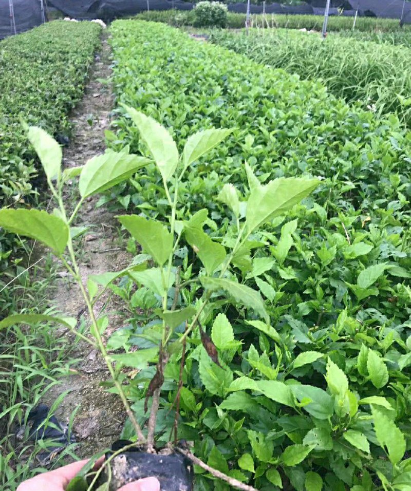 青叶扶桑大红花朱瑾各种规格大量供应欢迎咨询