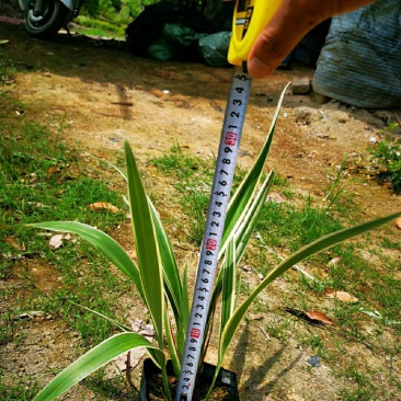 银边山管兰山管兰各种规格大量供应欢迎咨询