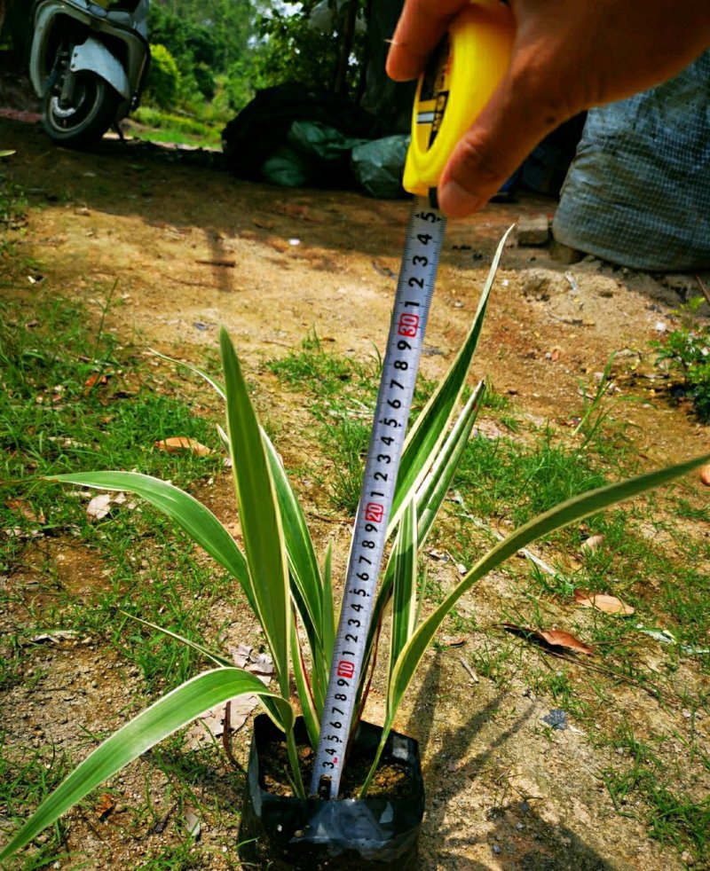 银边山管兰山管兰各种规格大量供应欢迎咨询