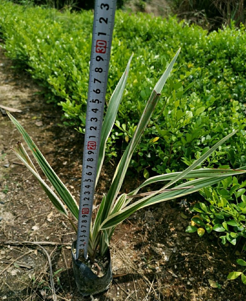 银边山管兰山管兰各种规格大量供应欢迎咨询