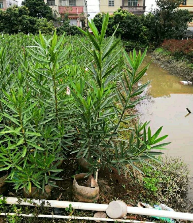 粉花夹竹桃柳叶桃树各种品种大量供应欢迎咨询