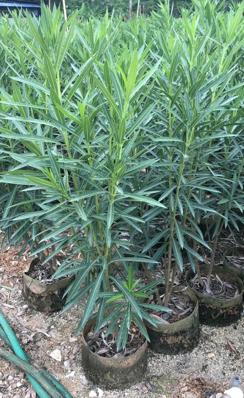 粉花夹竹桃柳叶桃树各种品种大量供应欢迎咨询