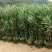 粉花夹竹桃柳叶桃树各种品种大量供应欢迎咨询