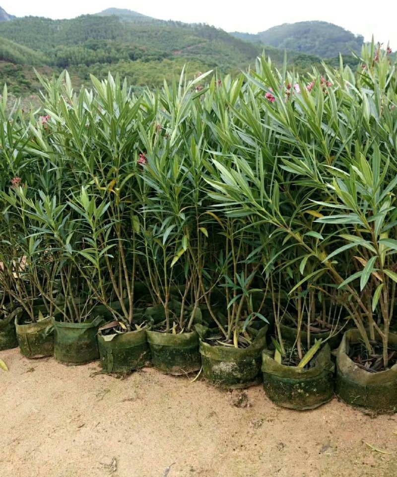粉花夹竹桃柳叶桃树各种品种大量供应欢迎咨询