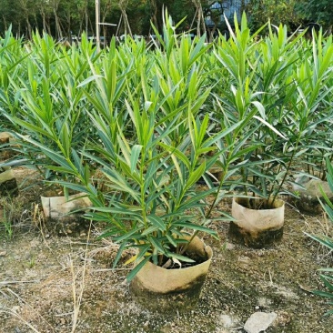 粉花夹竹桃柳叶桃树各种品种大量供应欢迎咨询