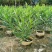 粉花夹竹桃柳叶桃树各种品种大量供应欢迎咨询