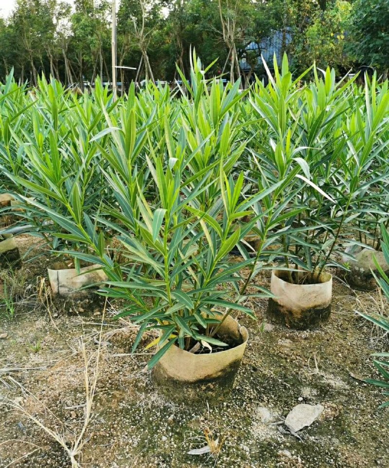 粉花夹竹桃柳叶桃树各种品种大量供应欢迎咨询
