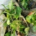 合果芋白蝴蝶紫梗芋场地直销大量供应欢迎咨询