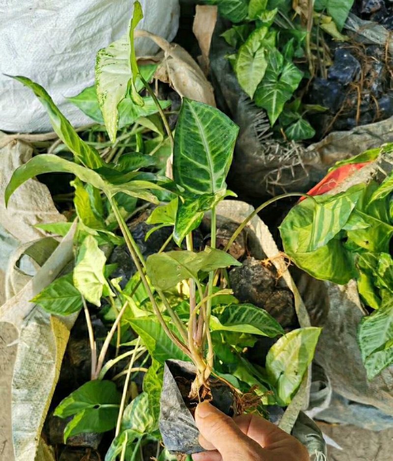 合果芋白蝴蝶紫梗芋场地直销大量供应欢迎咨询